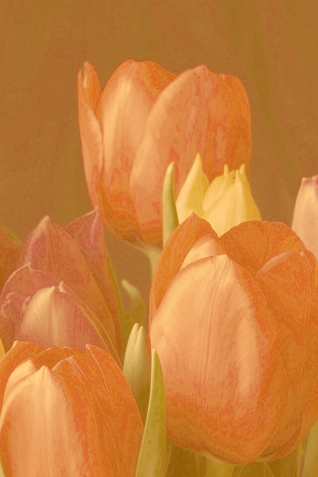 Тюльпаны обои