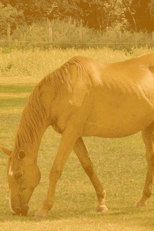 Лошади обои