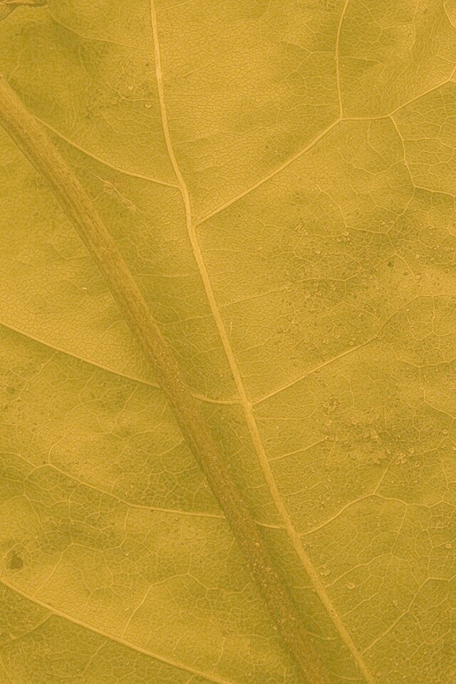 Макро зеленый лист обои