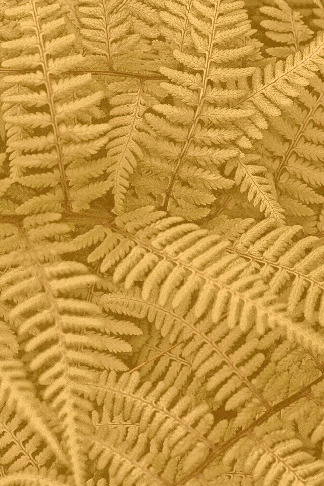 Папоротник обои
