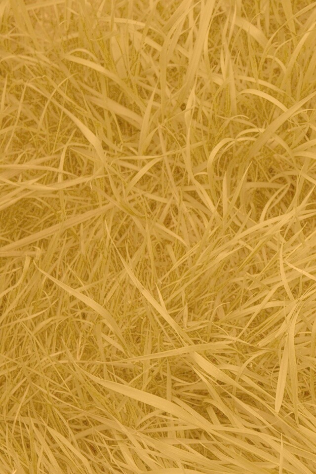 Зеленая трава обои