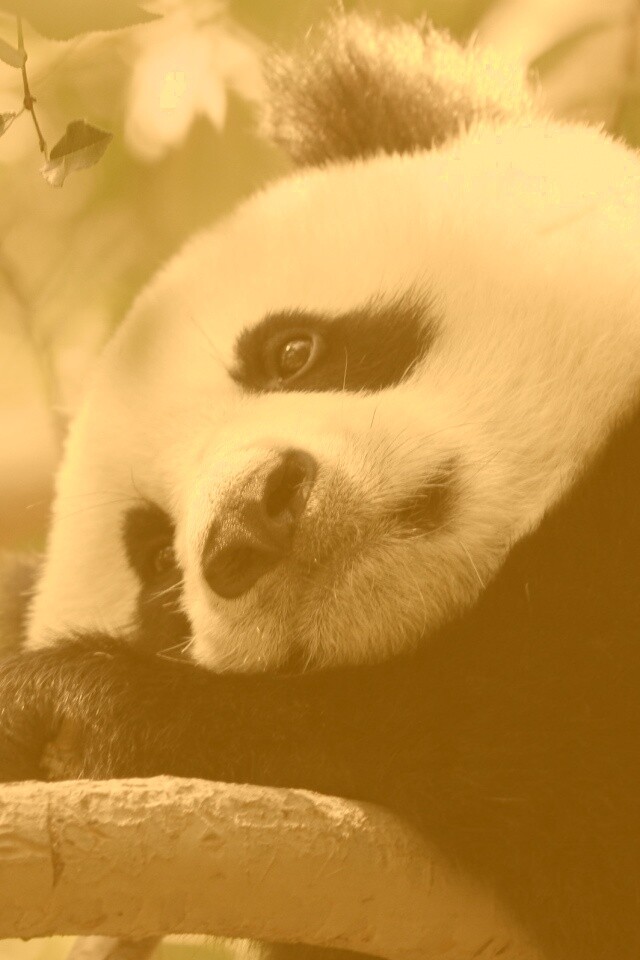 Грустный панда обои