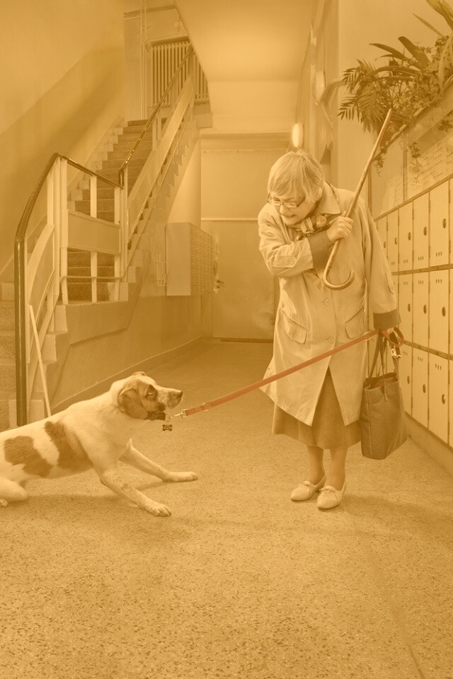 Непослушная собака обои