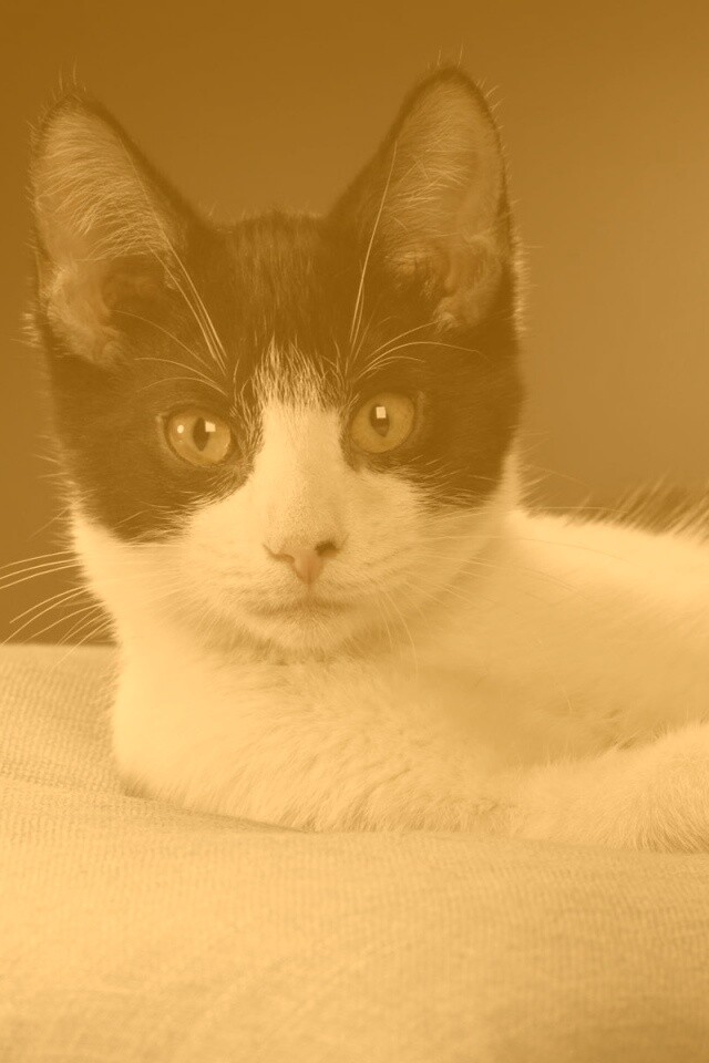 Кот на подушке обои