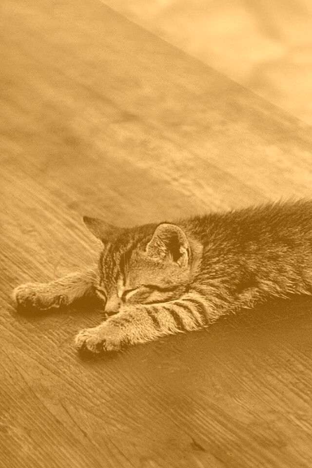 Растянувшийся кошара обои