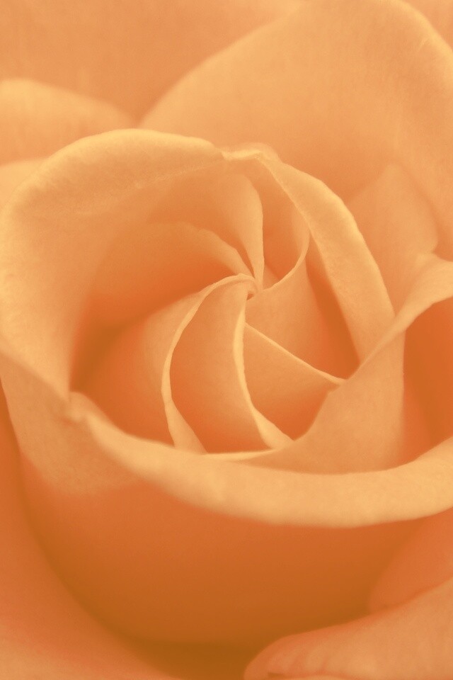 Идеальная роза обои