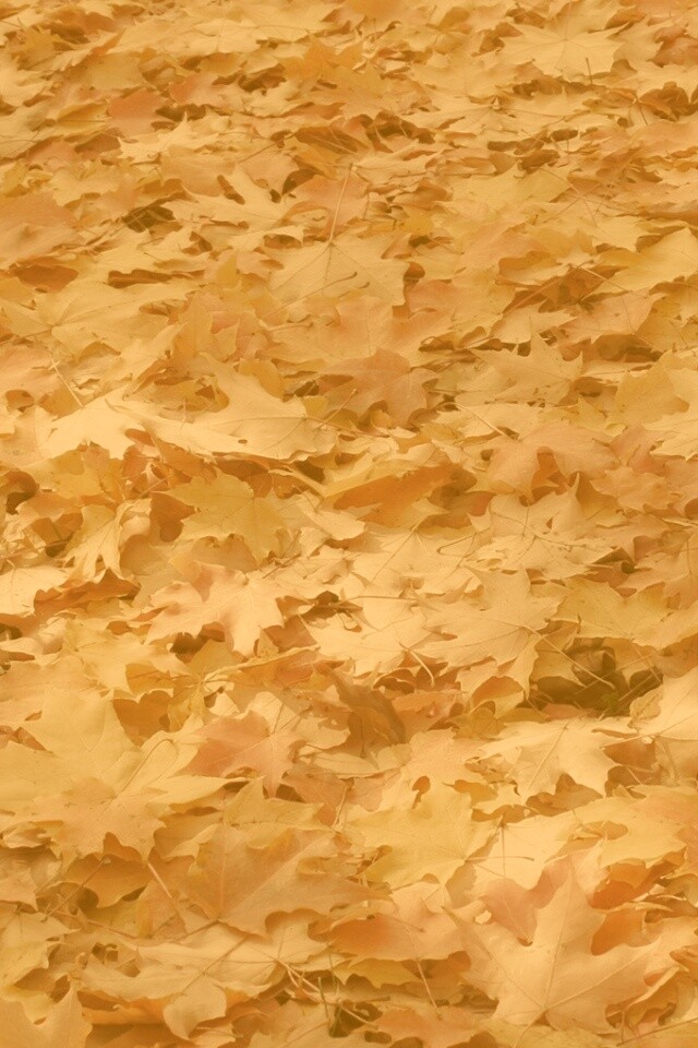 Листья клена обои