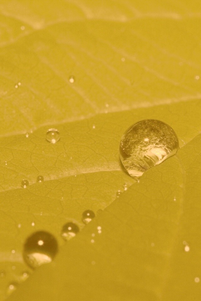 Капли на листе обои