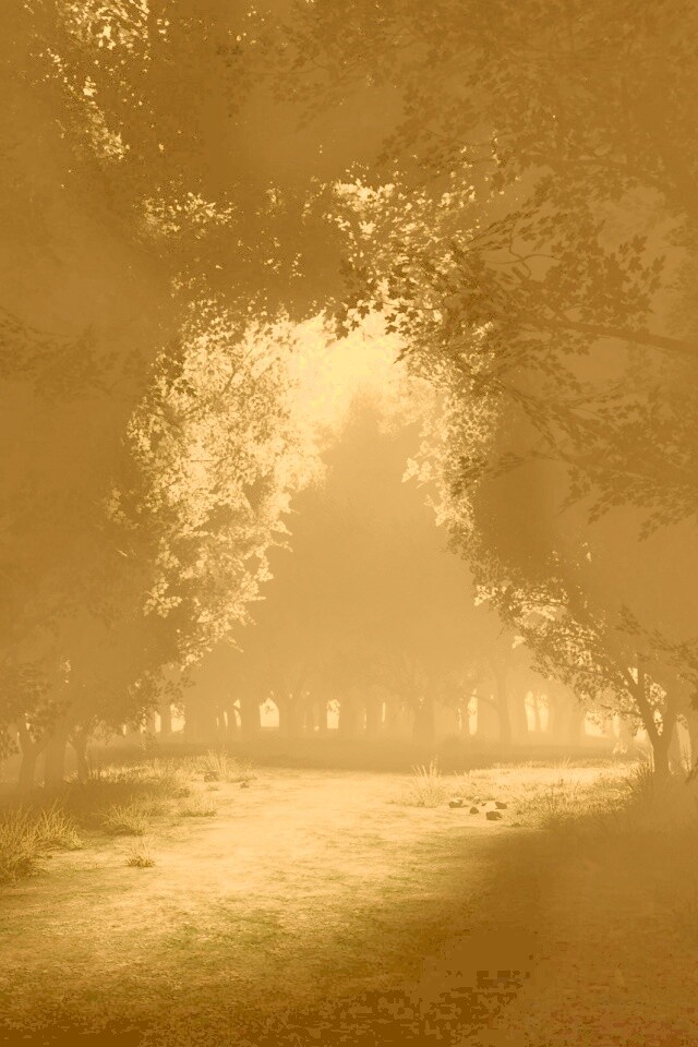 Сумерки в волшебном лесу обои