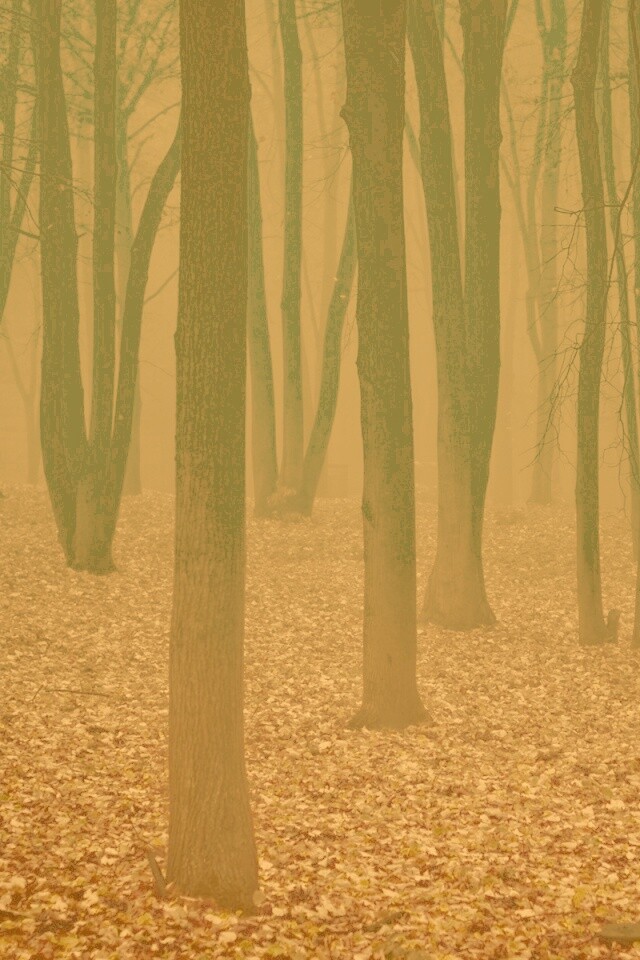 Таинственный лес обои