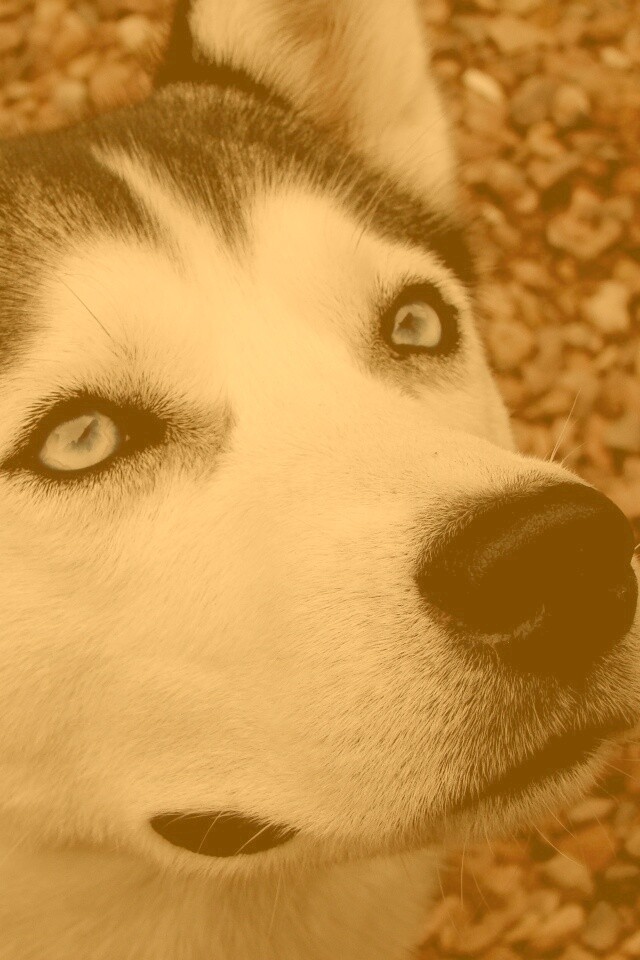 Собака хаски обои