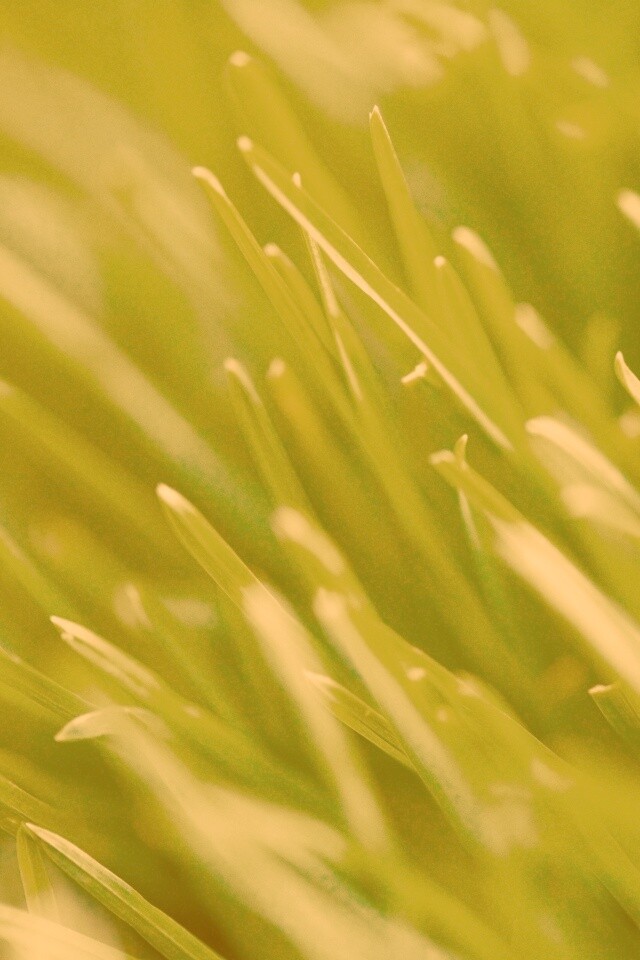 Зеленая свежая трава обои