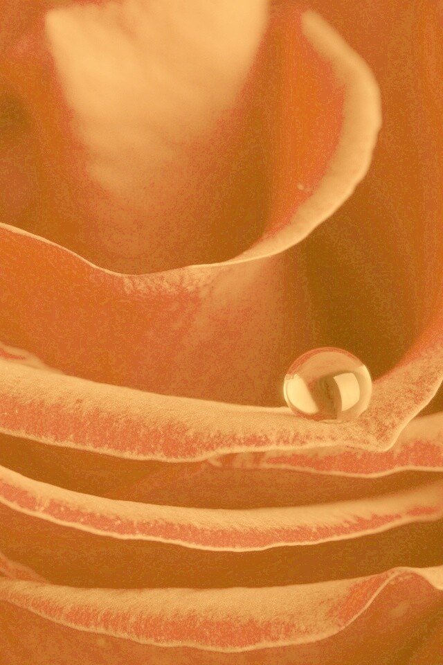 Капля воды на лепестке розы обои