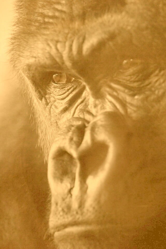 Фото орангутанга обои