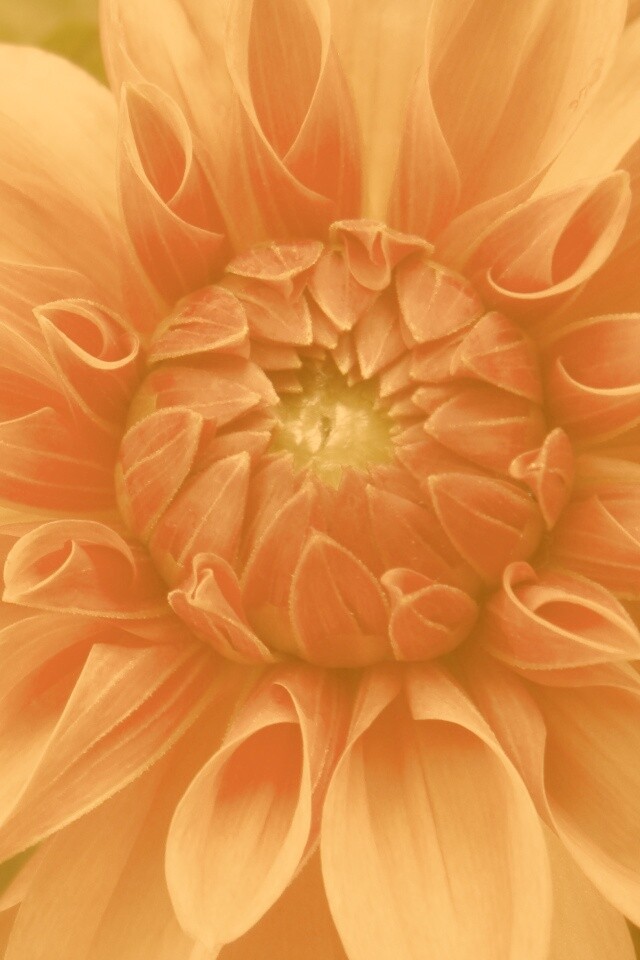 Аленький цветочек обои