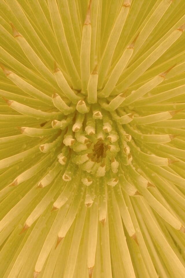 Хищный цветок обои