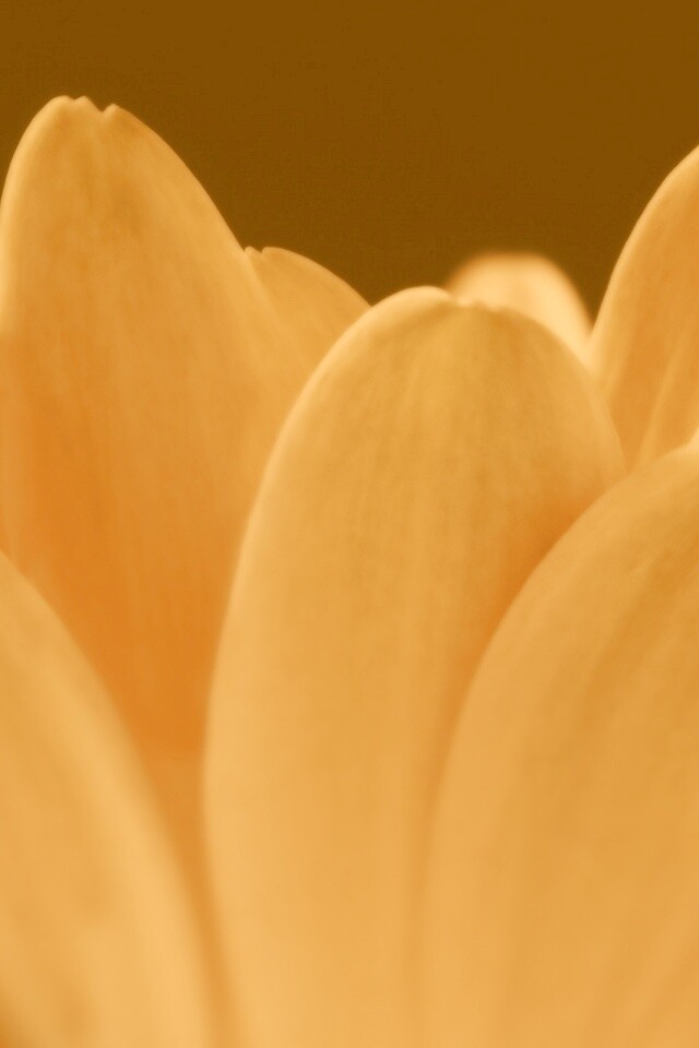 Цветочные лепестки обои