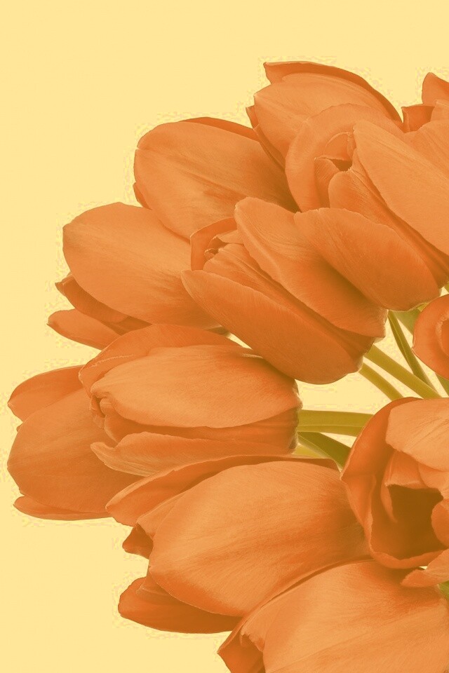 Букет тюльпанов обои