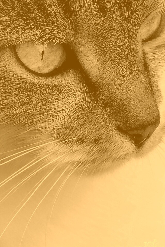 Очень красивый кот обои