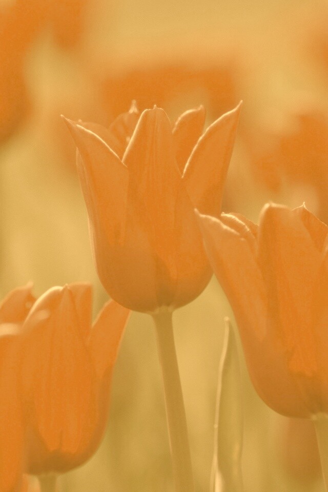 Красные цветы обои