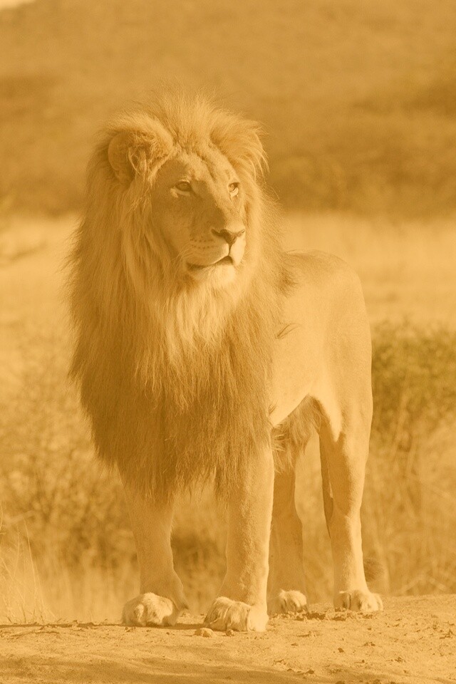 Царь зверей обои