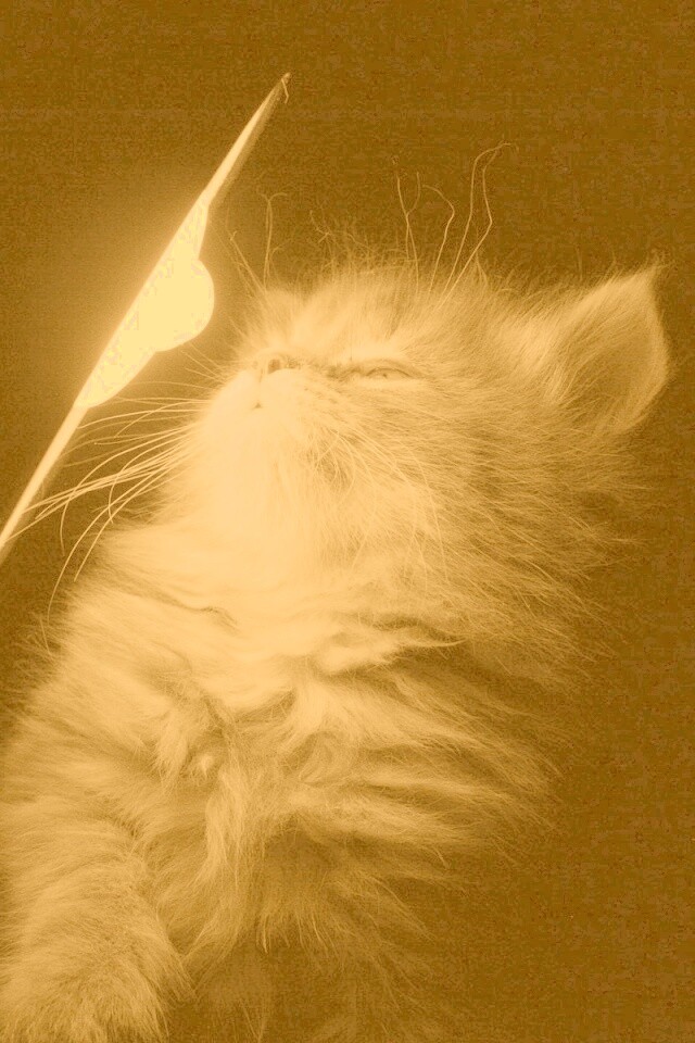 Котя на свету обои