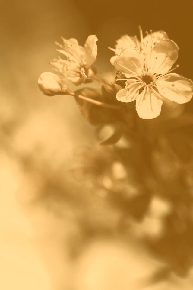 Цветок вишни обои