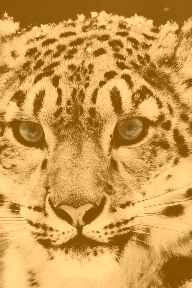 Снежный барс обои