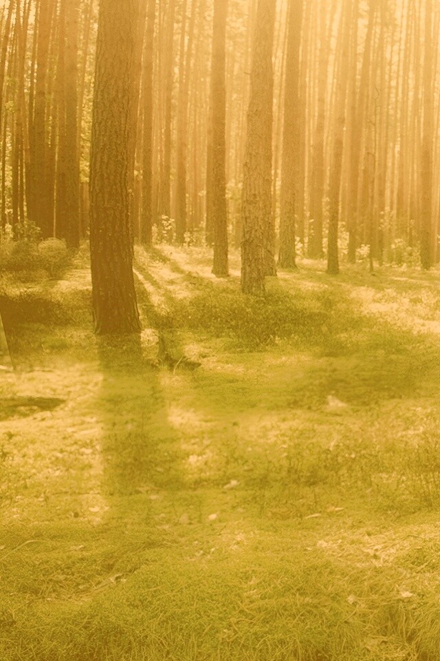 Солнечный лес обои