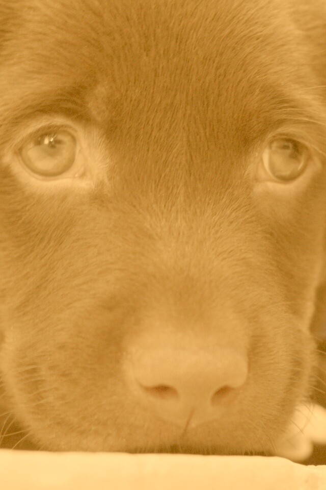 Пушистый шоколадка обои