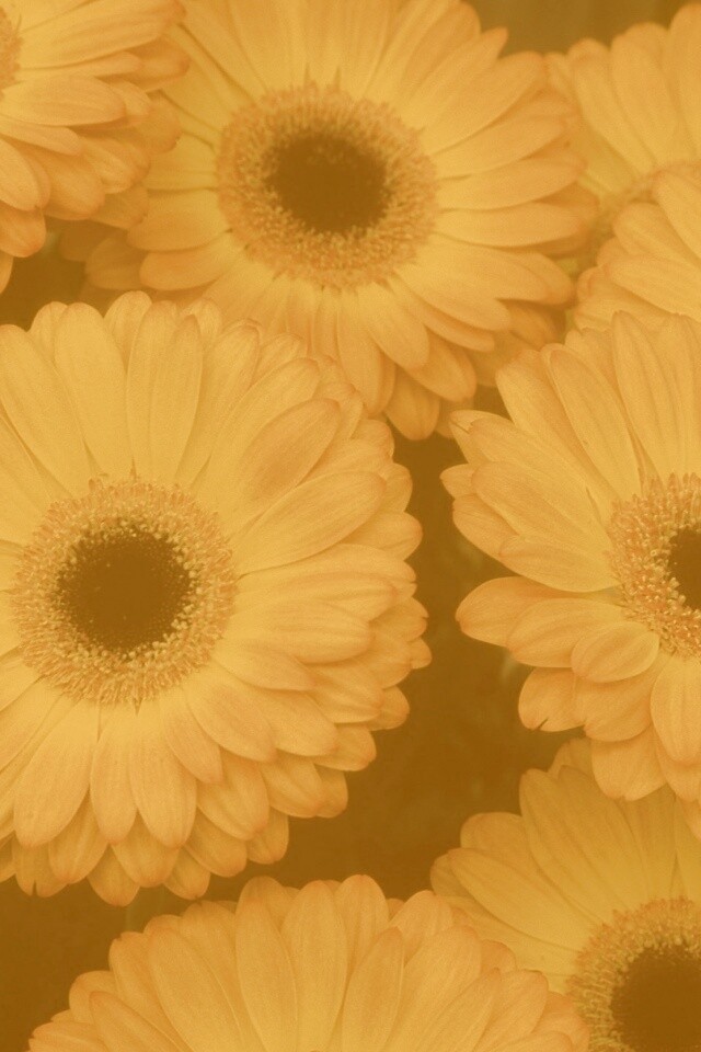 Желтые герберы обои