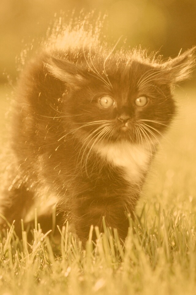 Кот воитель обои