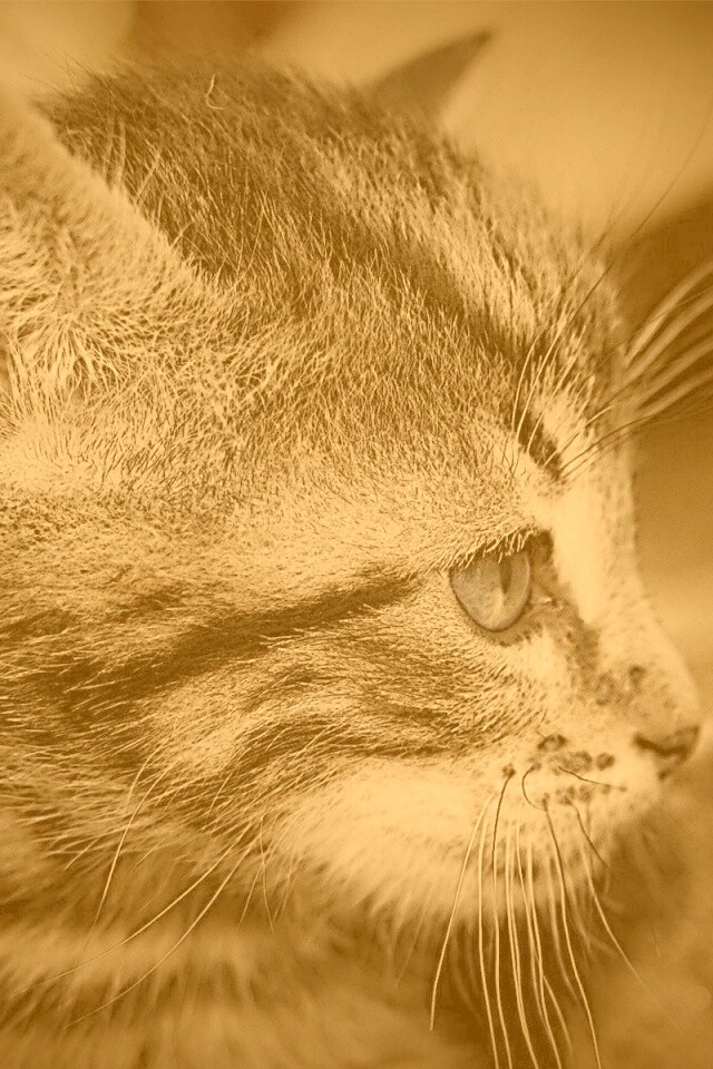 Котенок с голубыми глазами обои