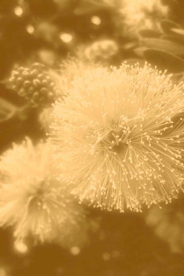 Сказочный цветок обои