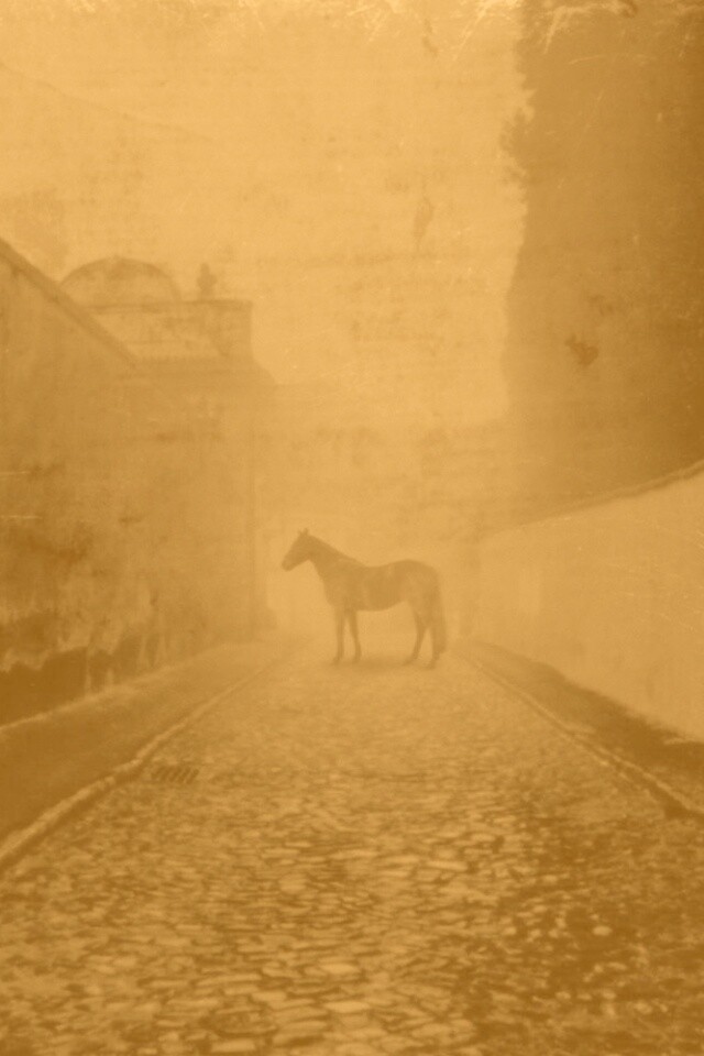 Лошадь в тумане обои