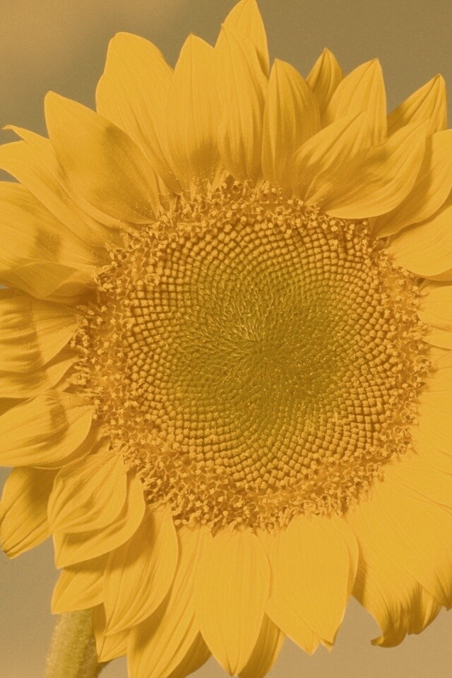 Солнечный цветок обои