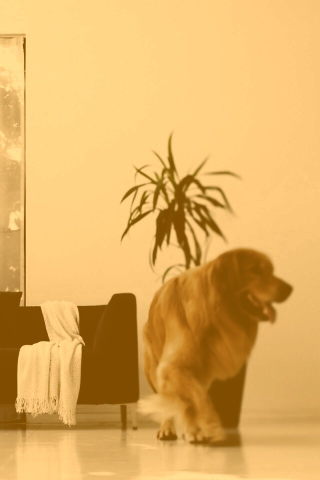 Собака в быту обои