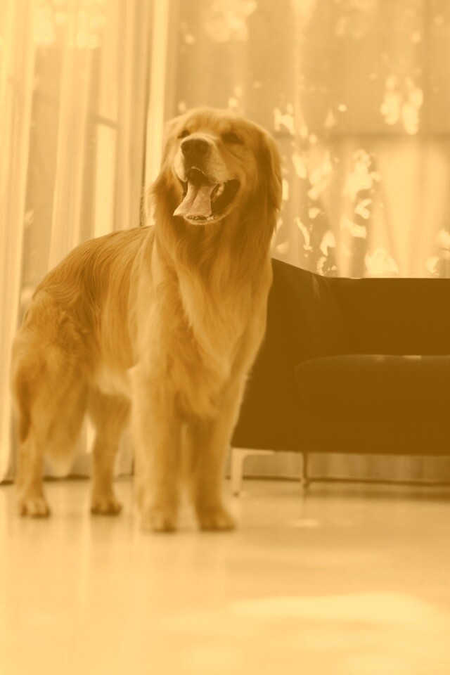 Собачка обои