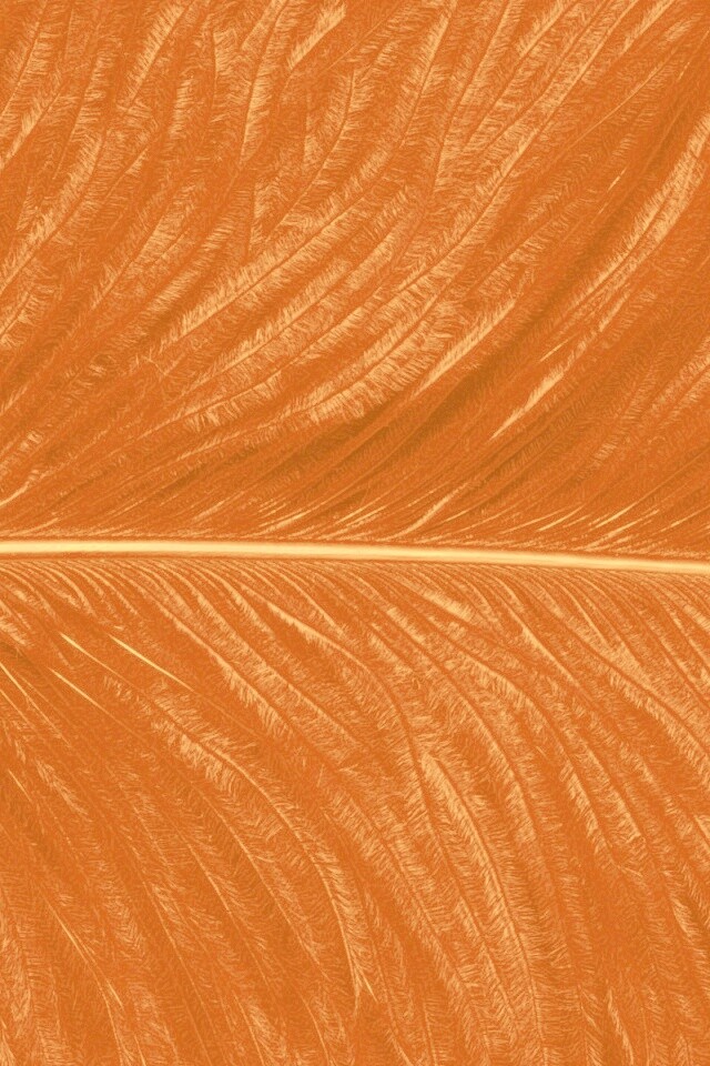 Перо попугая обои