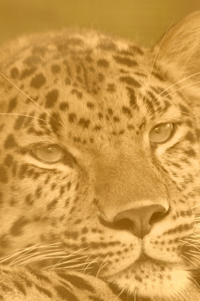 Злопасный ягуляр обои