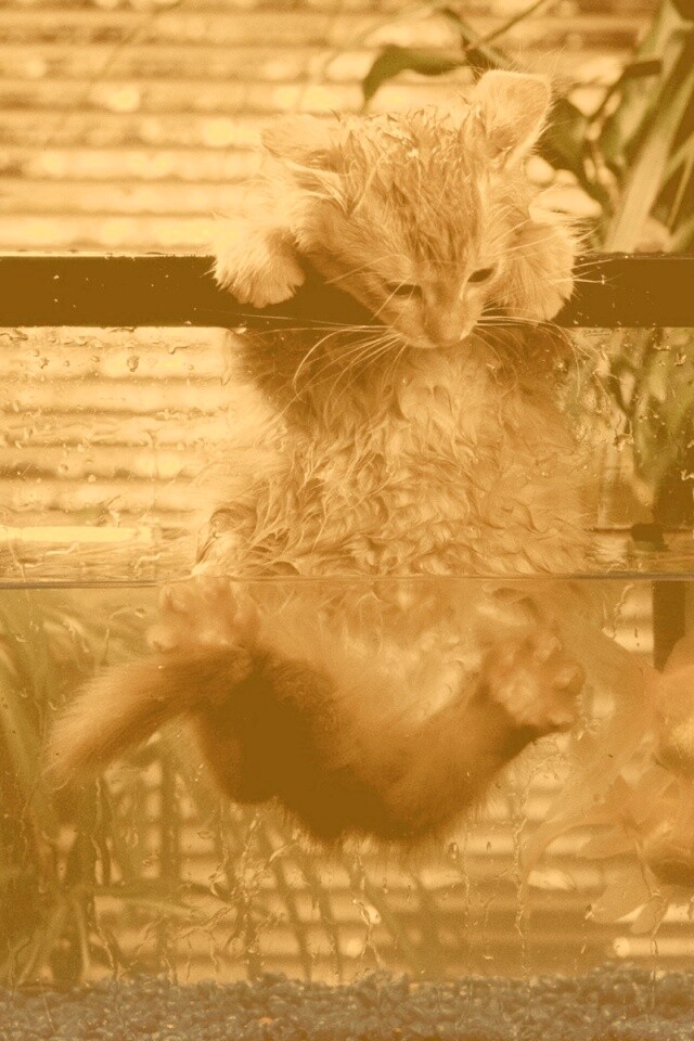 Мокрая киска обои