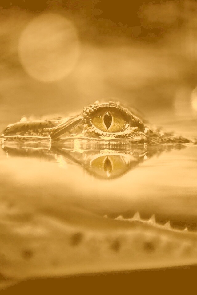 Глаз крокодила обои