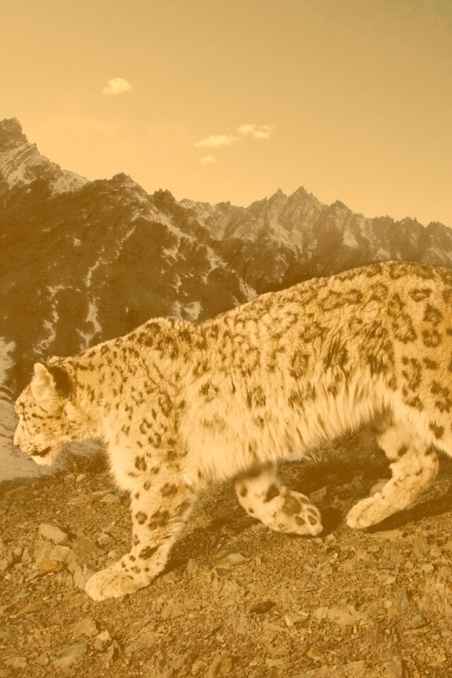 Леопард обои