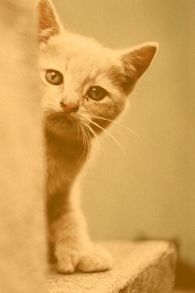 Котик из-за угла обои