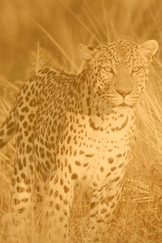 Леопард на охоте обои