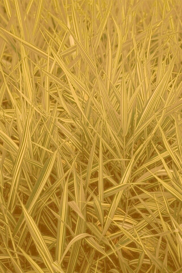 Дикая трава обои