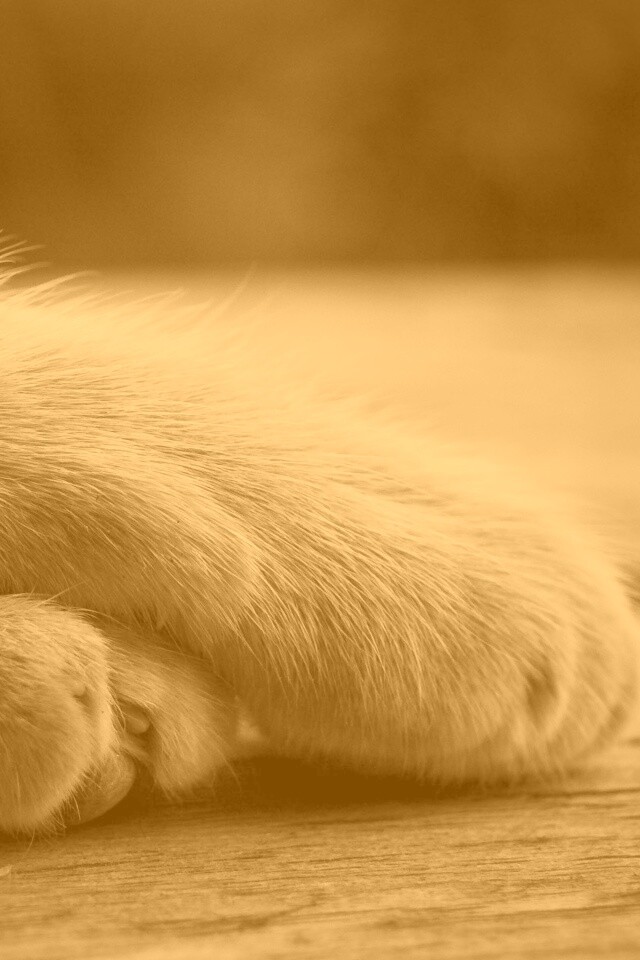 Мягкие лапки обои