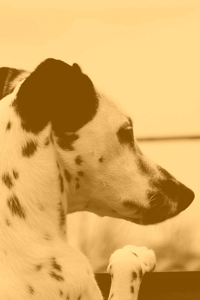 Долматинец смотрит вдаль обои