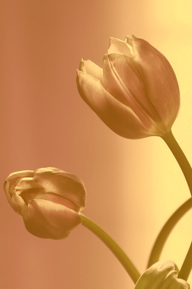 Сиреневые цветы обои