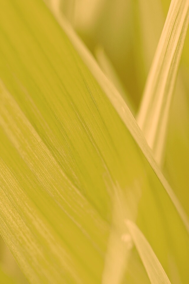 Идеальный кусочек зелени обои